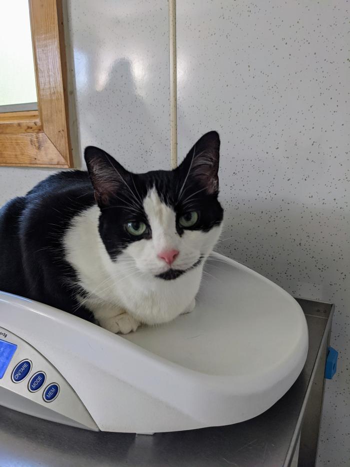 Chestnut Ridge Animal Clinic Image