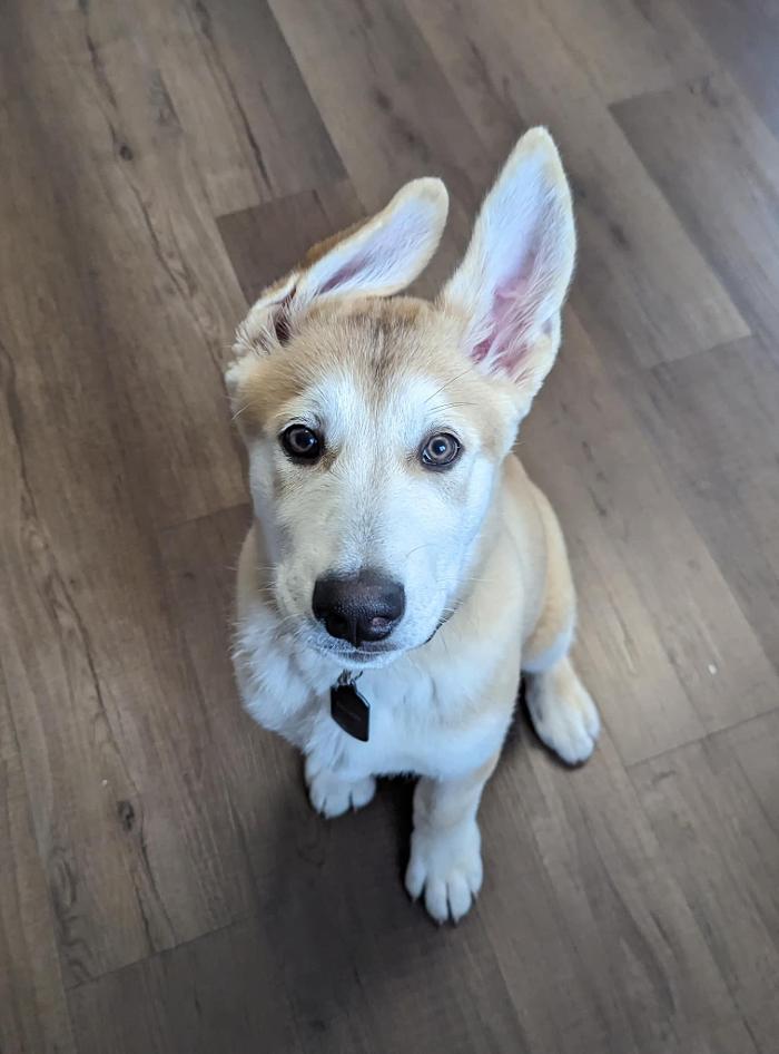 Chestnut Ridge Animal Clinic Image