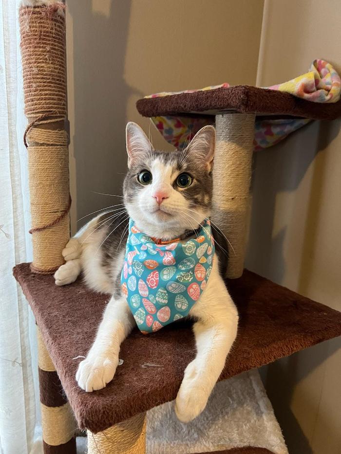 Chestnut Ridge Animal Clinic Image