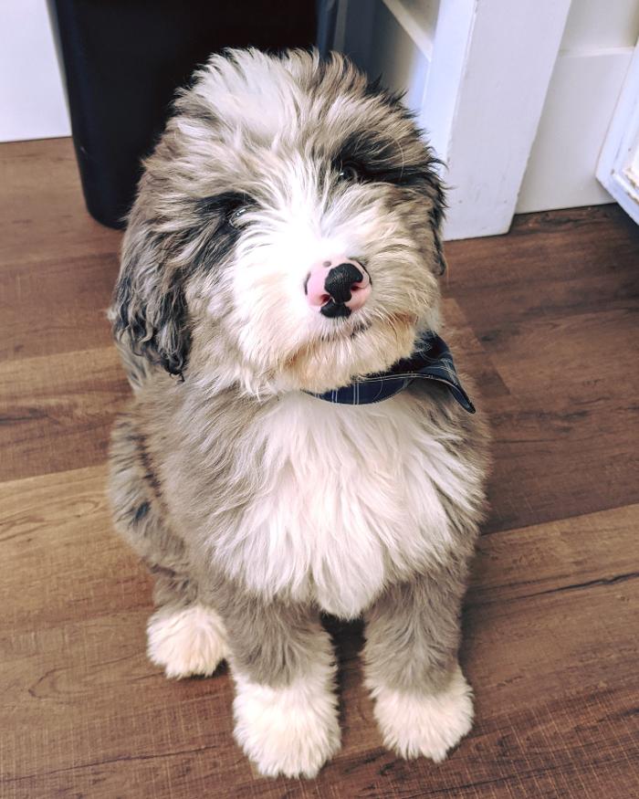 Chestnut Ridge Animal Clinic Image