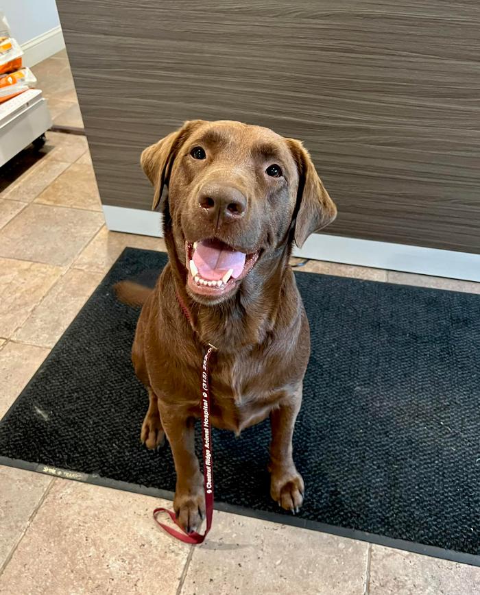 Chestnut Ridge Animal Clinic Image