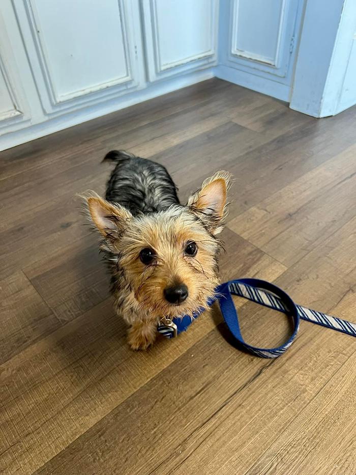 Chestnut Ridge Animal Clinic Image