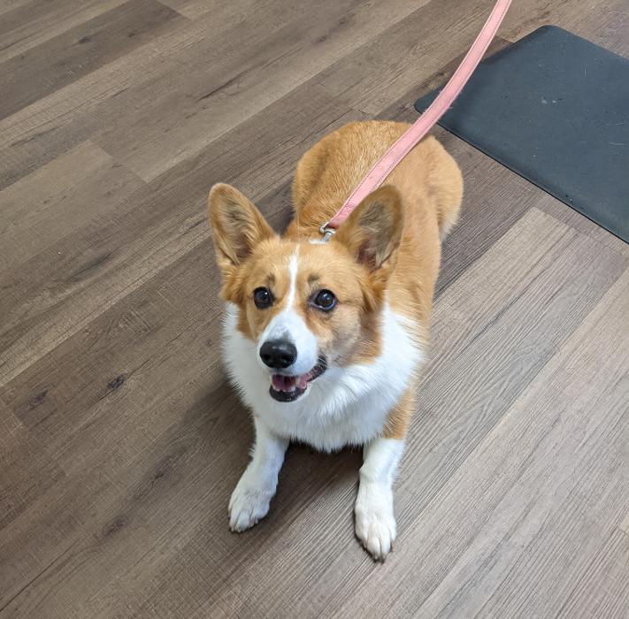 Chestnut Ridge Animal Clinic Image