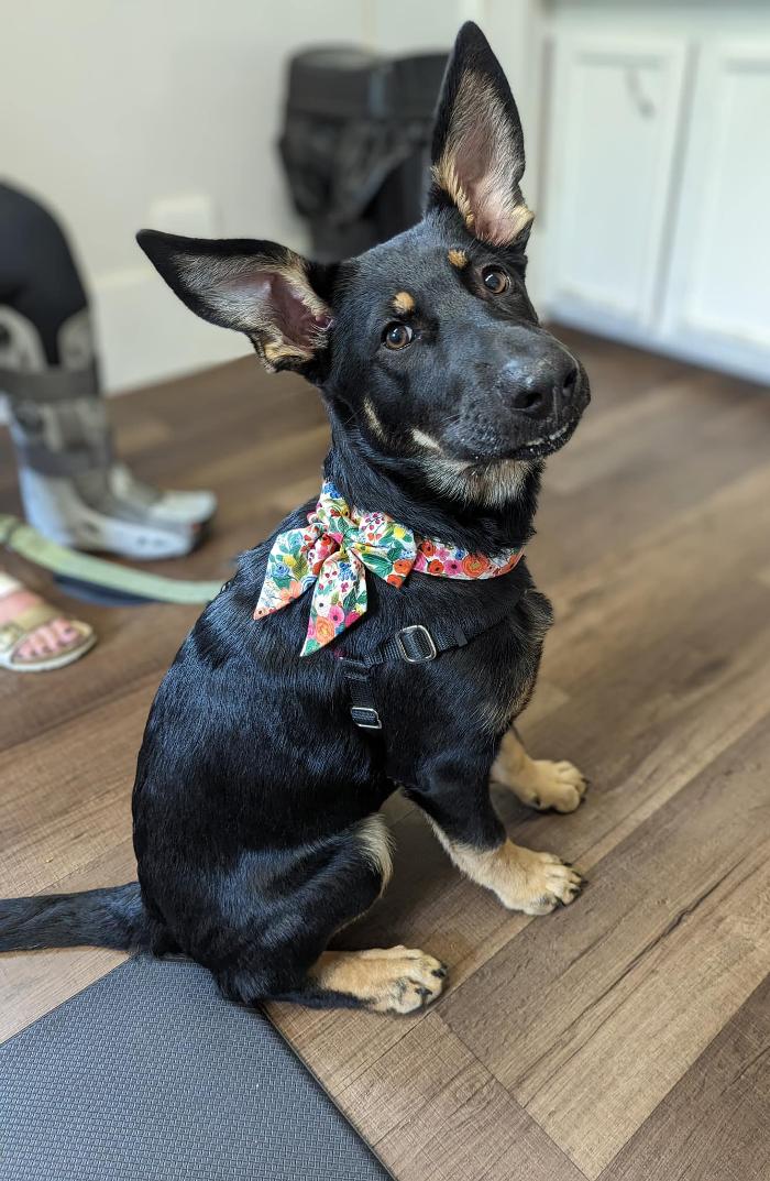 Chestnut Ridge Animal Clinic Image