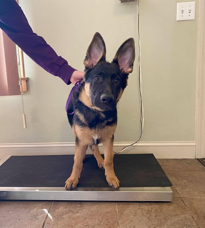 Chestnut Ridge Animal Clinic Image