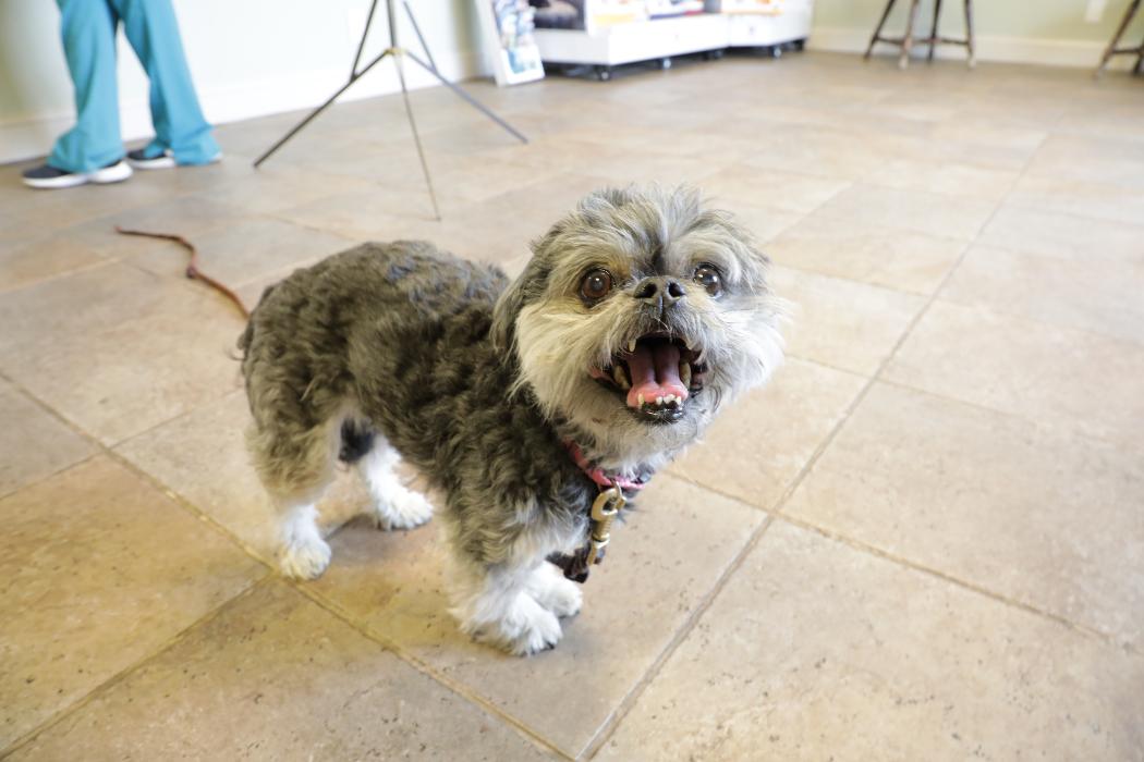 Chestnut Ridge Animal Clinic Image