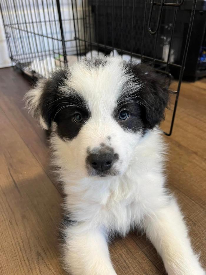 Chestnut Ridge Animal Clinic Image