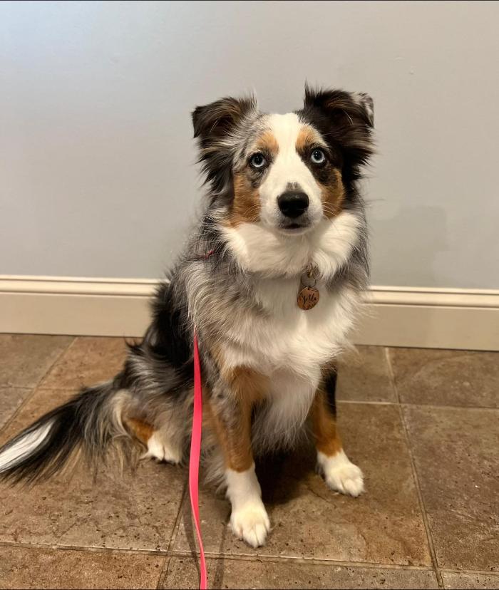 Chestnut Ridge Animal Clinic Image