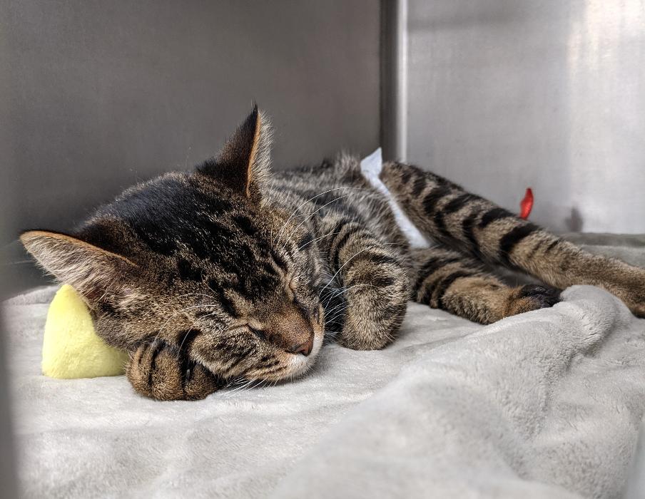 Chestnut Ridge Animal Clinic Image