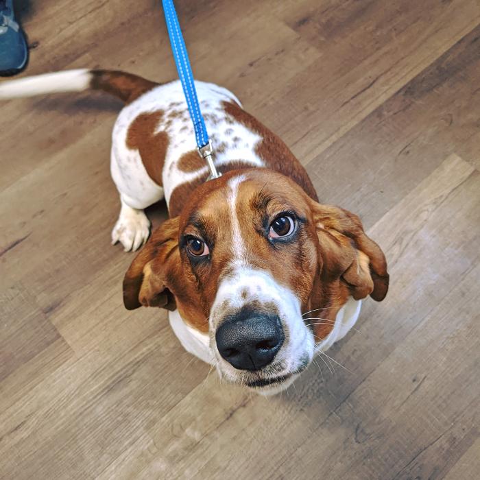 Chestnut Ridge Animal Clinic Image