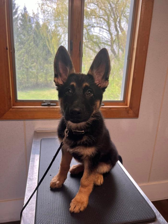 Chestnut Ridge Animal Clinic Image