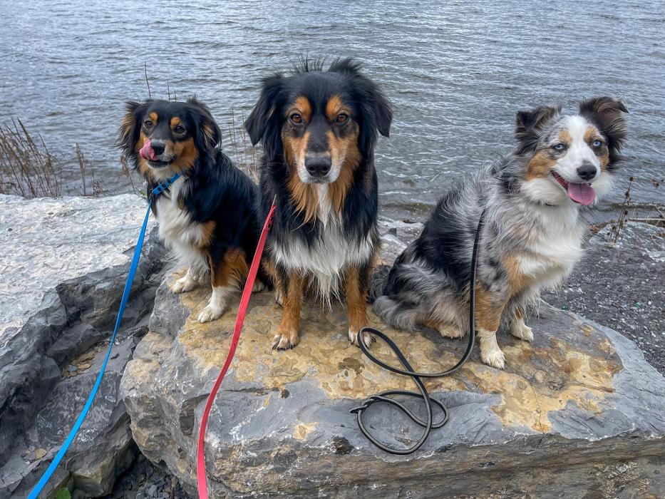 Chestnut Ridge Animal Clinic Image