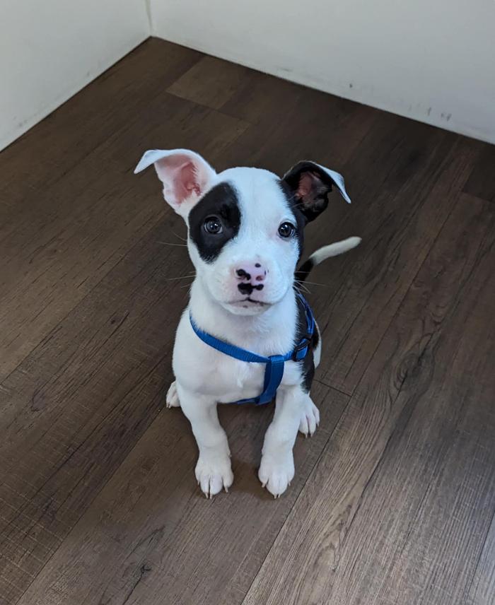 Chestnut Ridge Animal Clinic Image