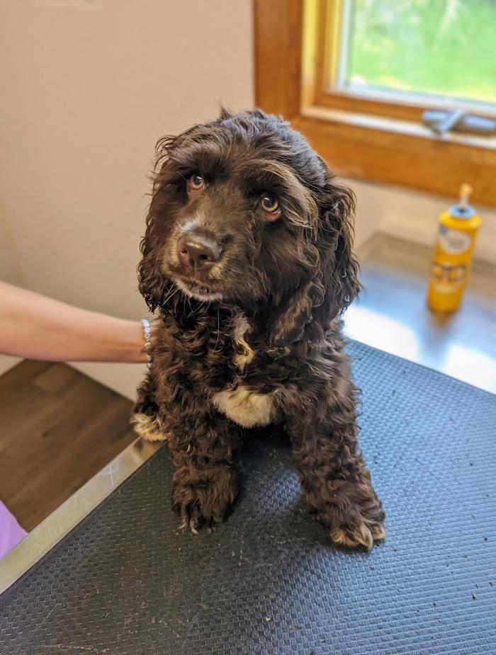 Chestnut Ridge Animal Clinic Image