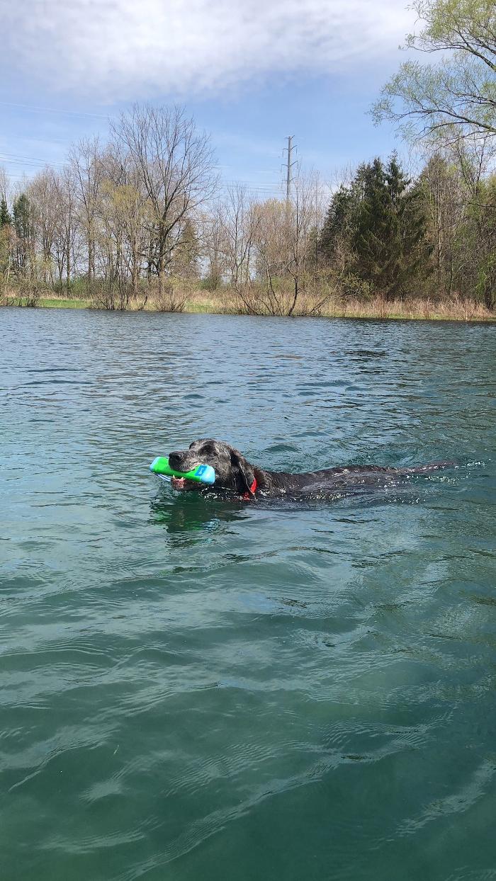 Chestnut Ridge Animal Clinic Image
