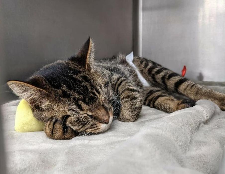 Chestnut Ridge Animal Clinic Image