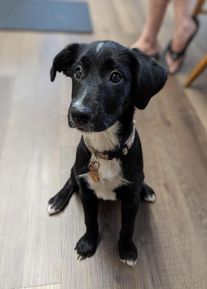 Chestnut Ridge Animal Clinic Image