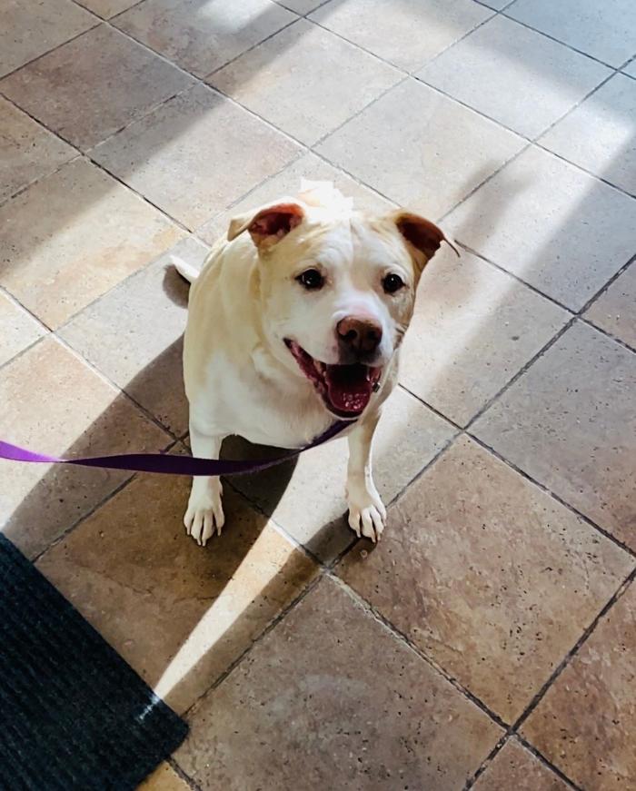 Chestnut Ridge Animal Clinic Image