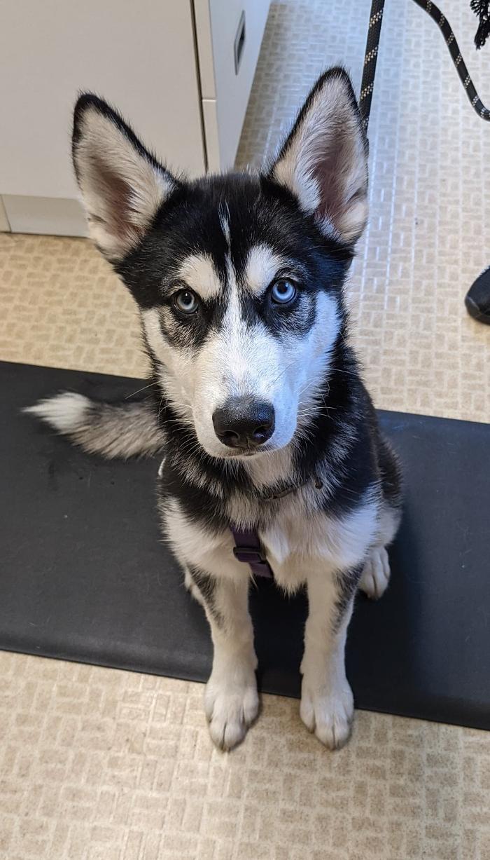 Chestnut Ridge Animal Clinic Image