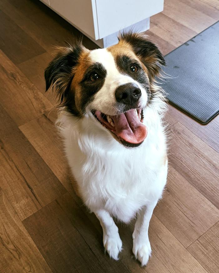 Chestnut Ridge Animal Clinic Image