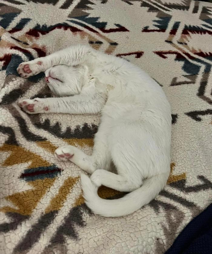 Chestnut Ridge Animal Clinic Image