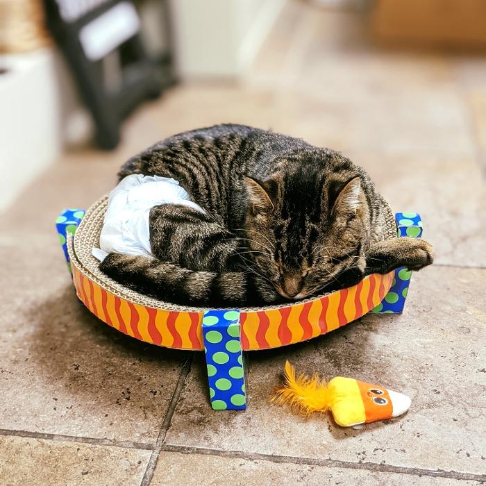 Chestnut Ridge Animal Clinic Image