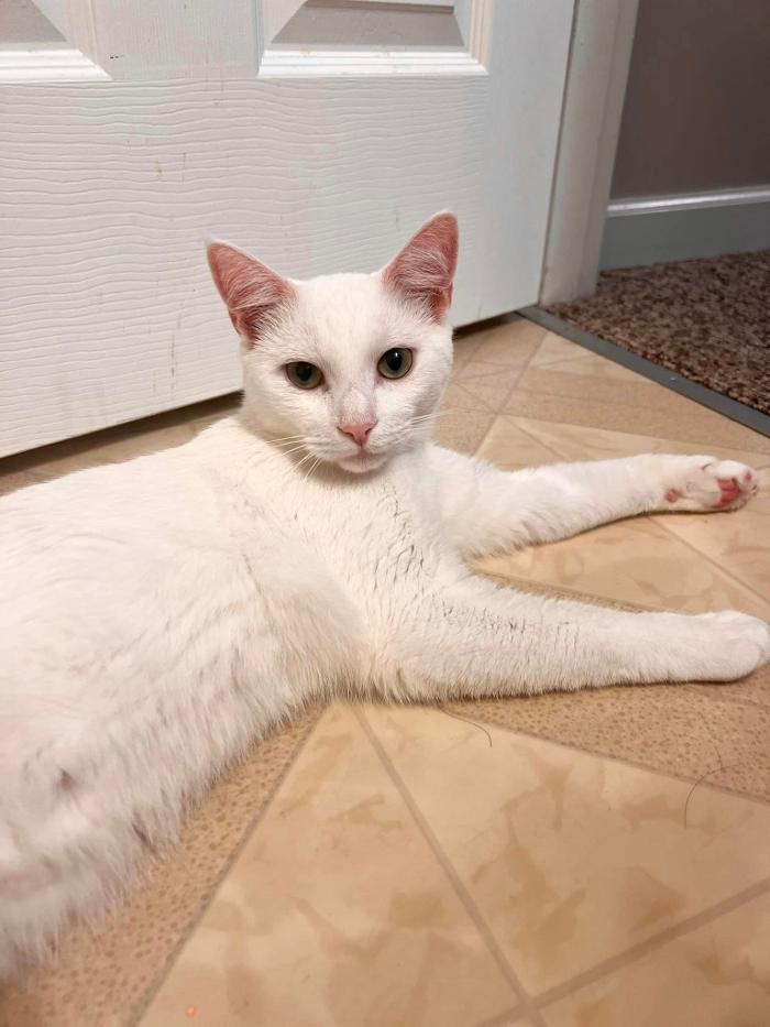 Chestnut Ridge Animal Clinic Image