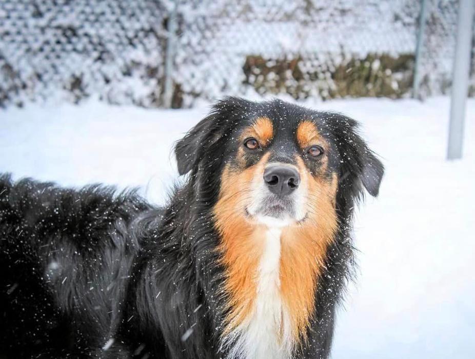Chestnut Ridge Animal Clinic Image