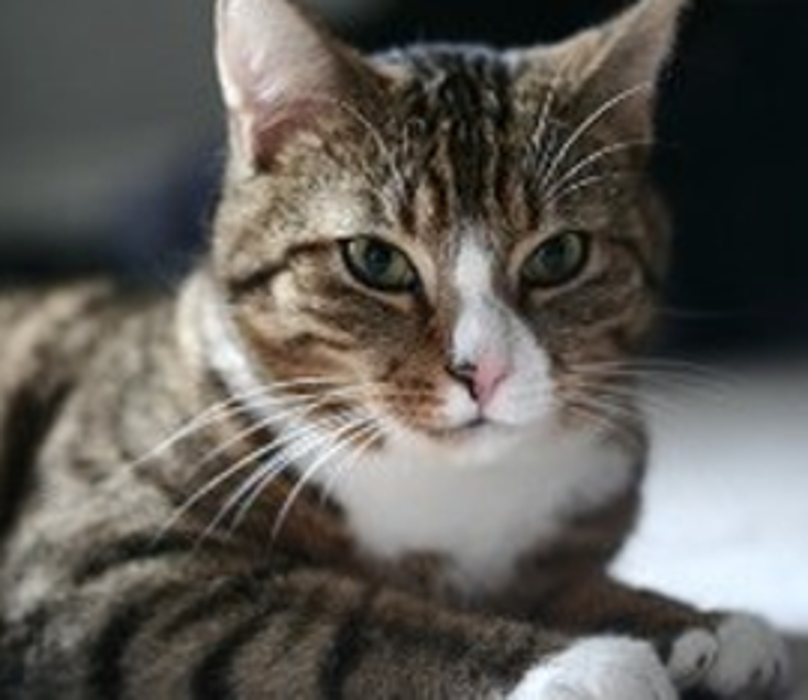 Chestnut Ridge Animal Clinic Image