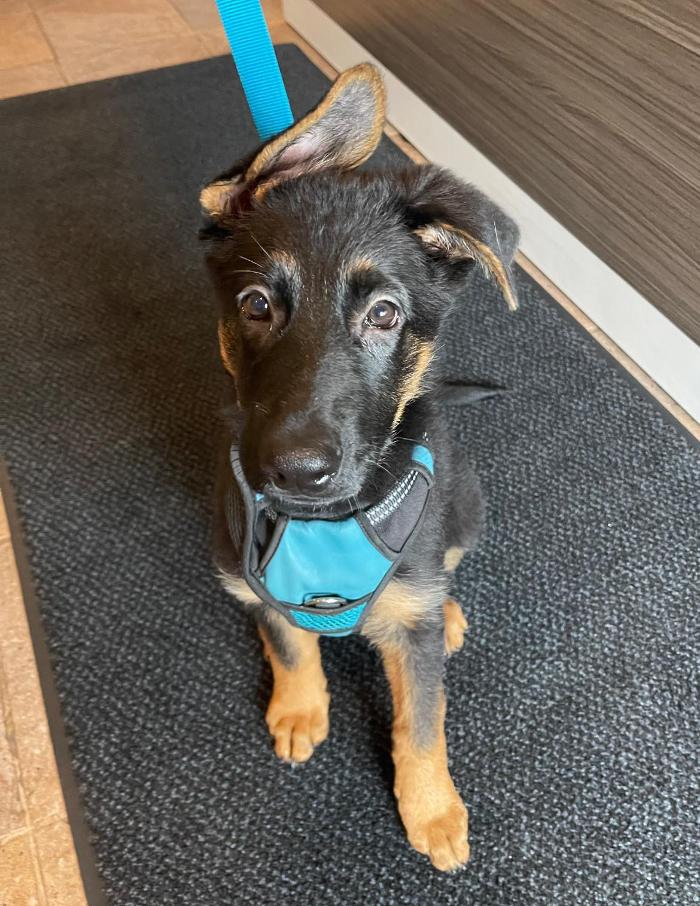 Chestnut Ridge Animal Clinic Image