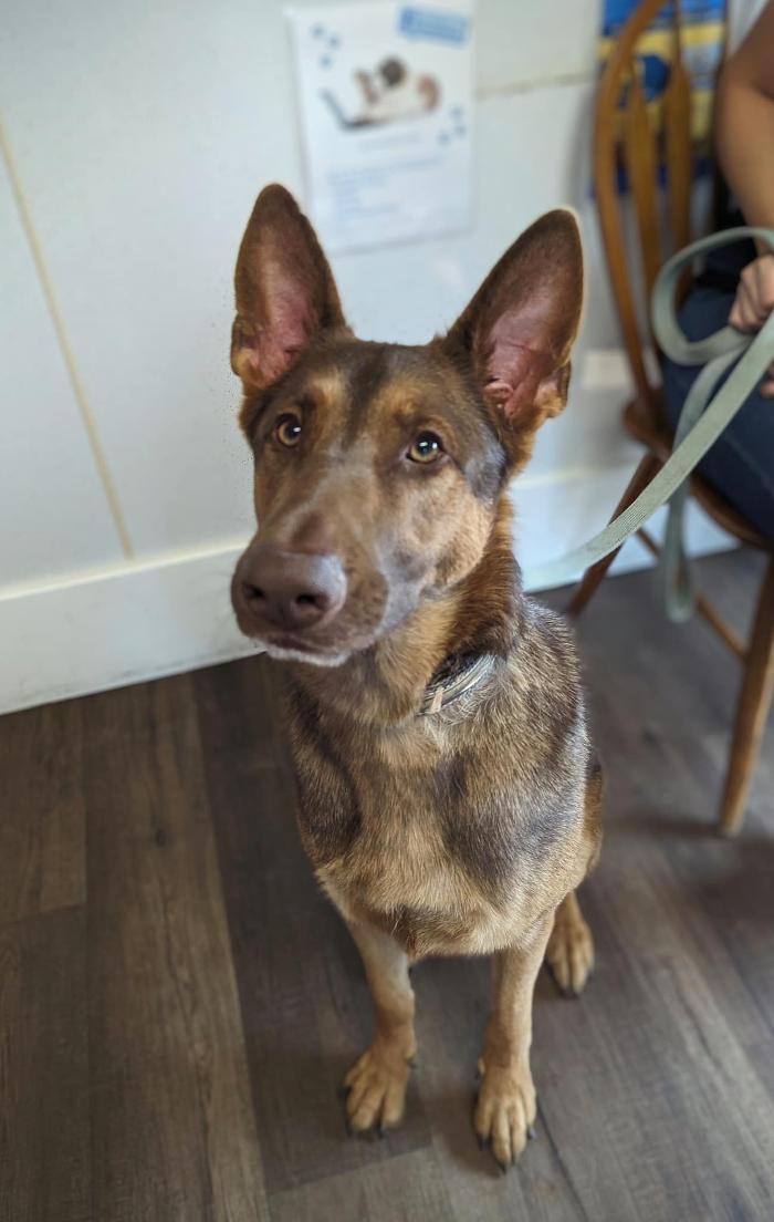 Chestnut Ridge Animal Clinic Image