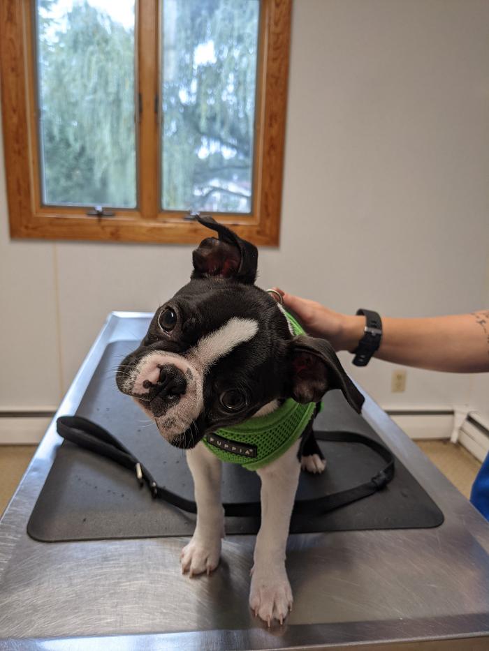 Chestnut Ridge Animal Clinic Image