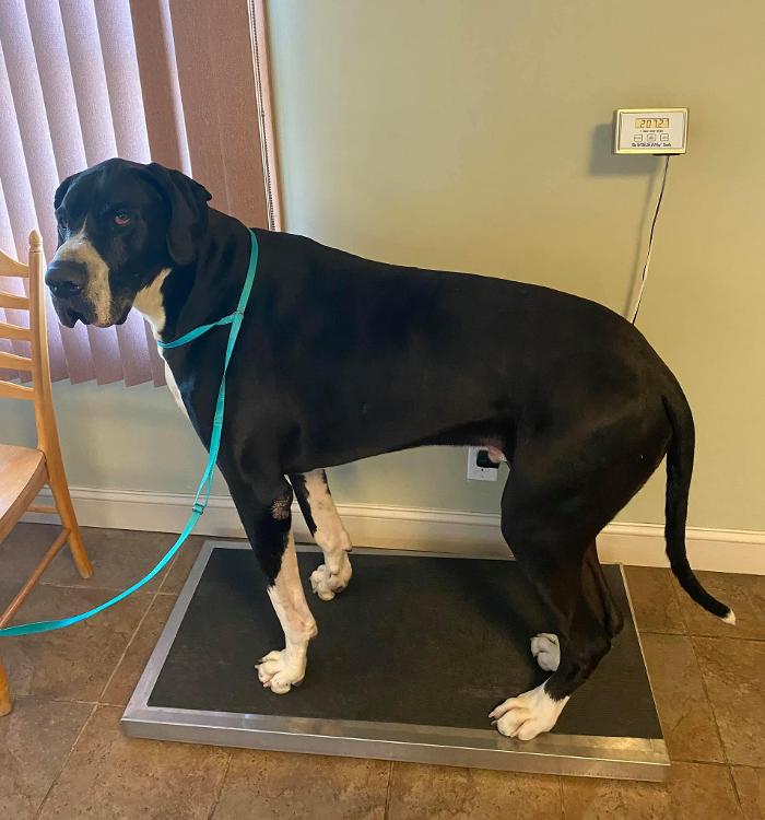 Chestnut Ridge Animal Clinic Image