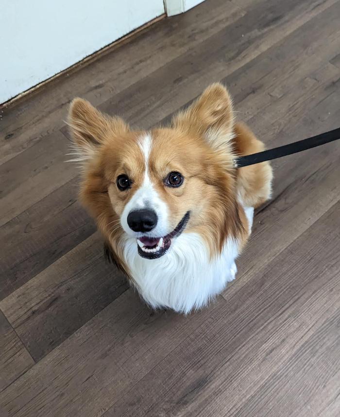 Chestnut Ridge Animal Clinic Image