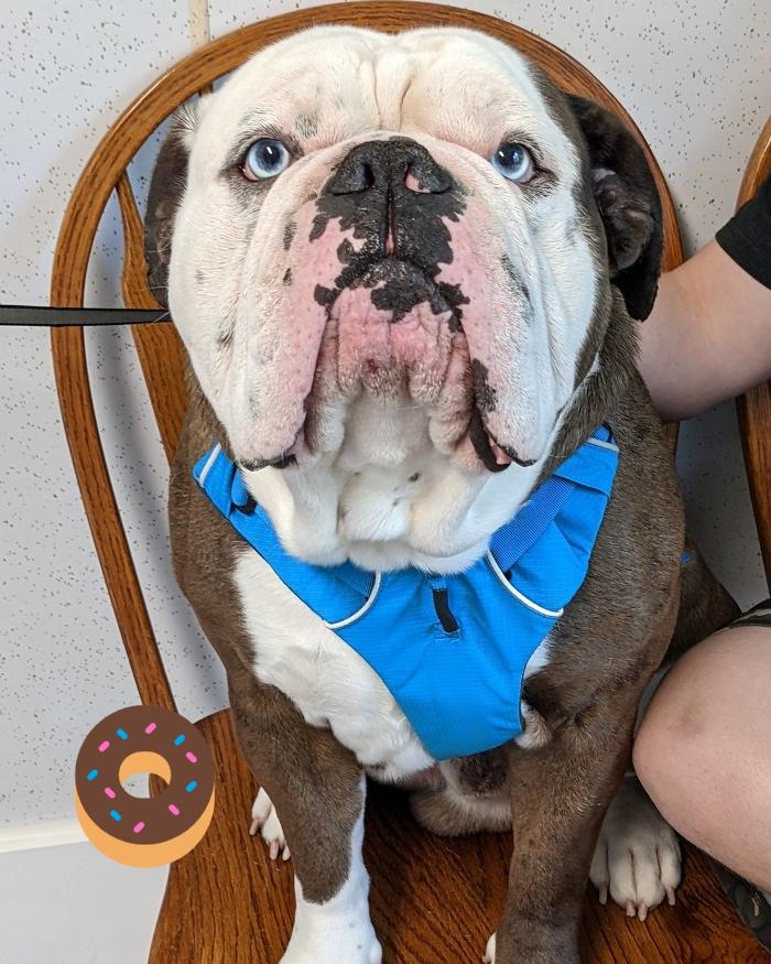 Chestnut Ridge Animal Clinic Image