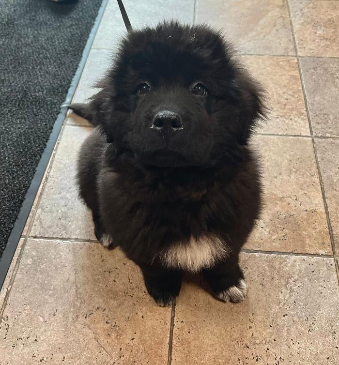 Chestnut Ridge Animal Clinic Image