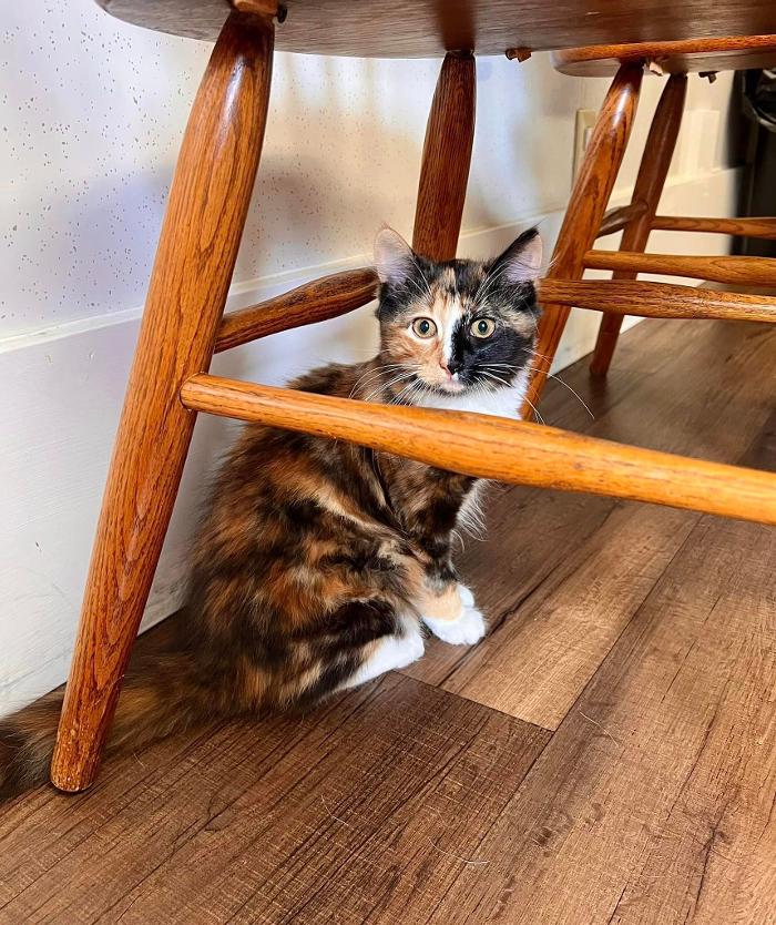 Chestnut Ridge Animal Clinic Image