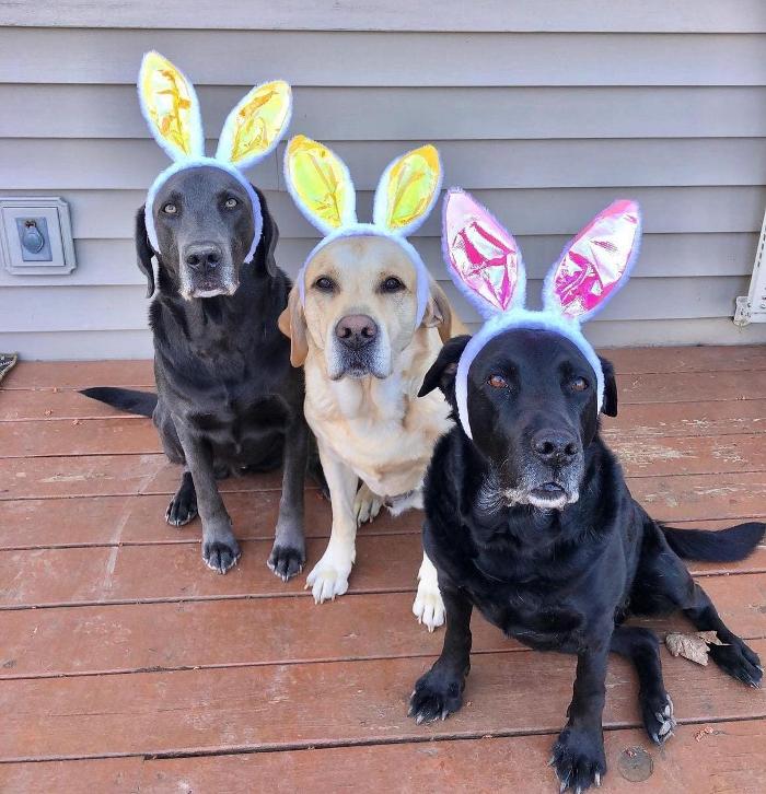 Chestnut Ridge Animal Clinic Image