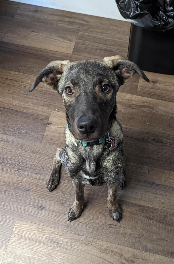 Chestnut Ridge Animal Clinic Image