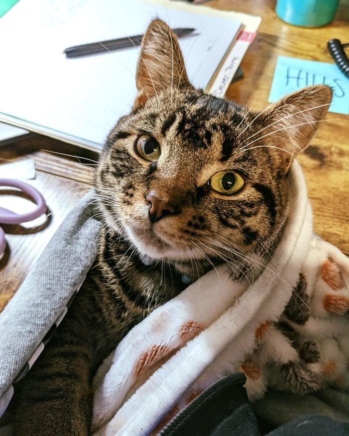 Chestnut Ridge Animal Clinic Image