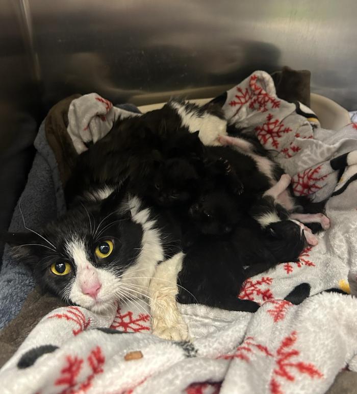 Chestnut Ridge Animal Clinic Image