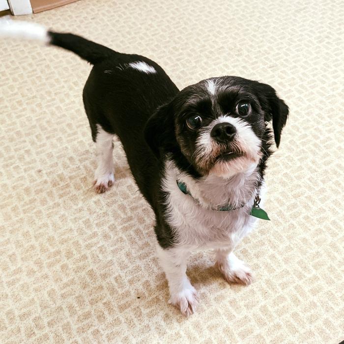 Chestnut Ridge Animal Clinic Image