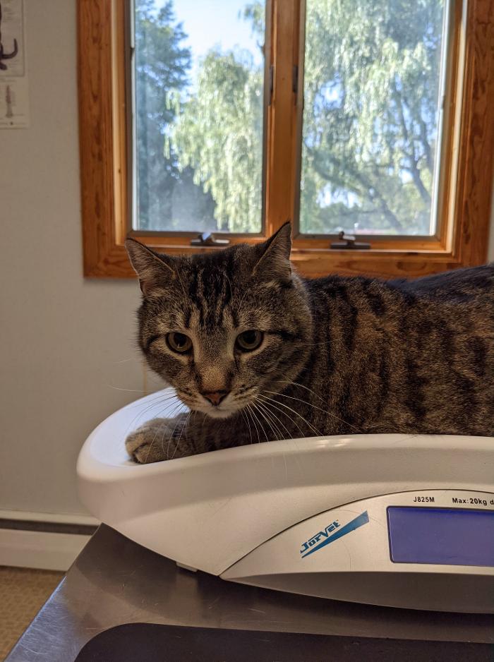 Chestnut Ridge Animal Clinic Image