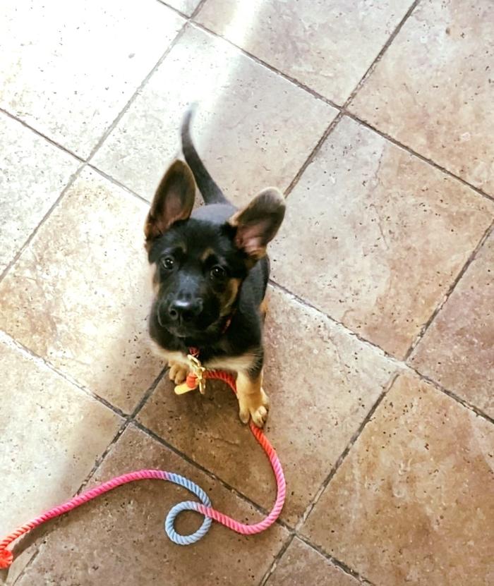 Chestnut Ridge Animal Clinic Image