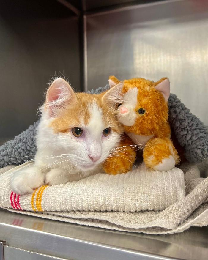 Chestnut Ridge Animal Clinic Image