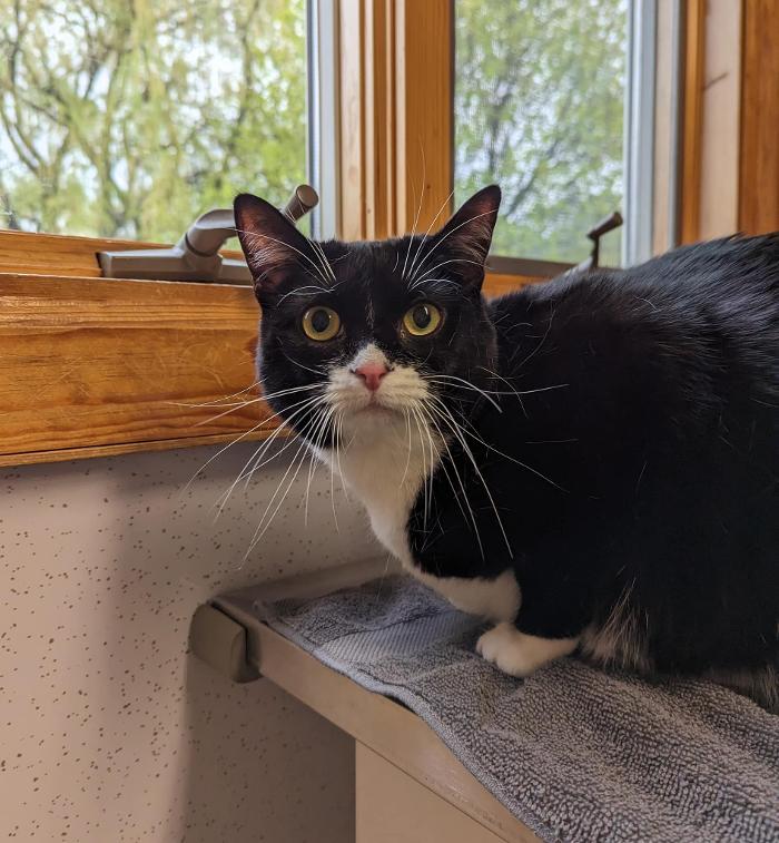 Chestnut Ridge Animal Clinic Image