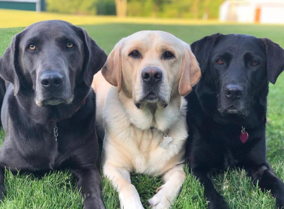 Chestnut Ridge Animal Clinic Image