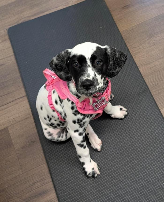 Chestnut Ridge Animal Clinic Image