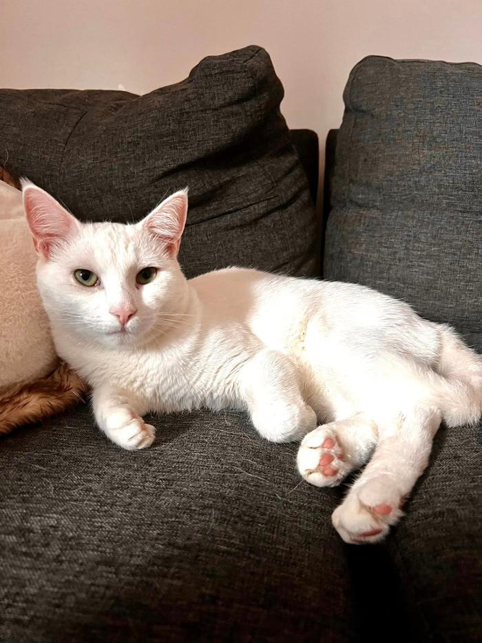 Chestnut Ridge Animal Clinic Image