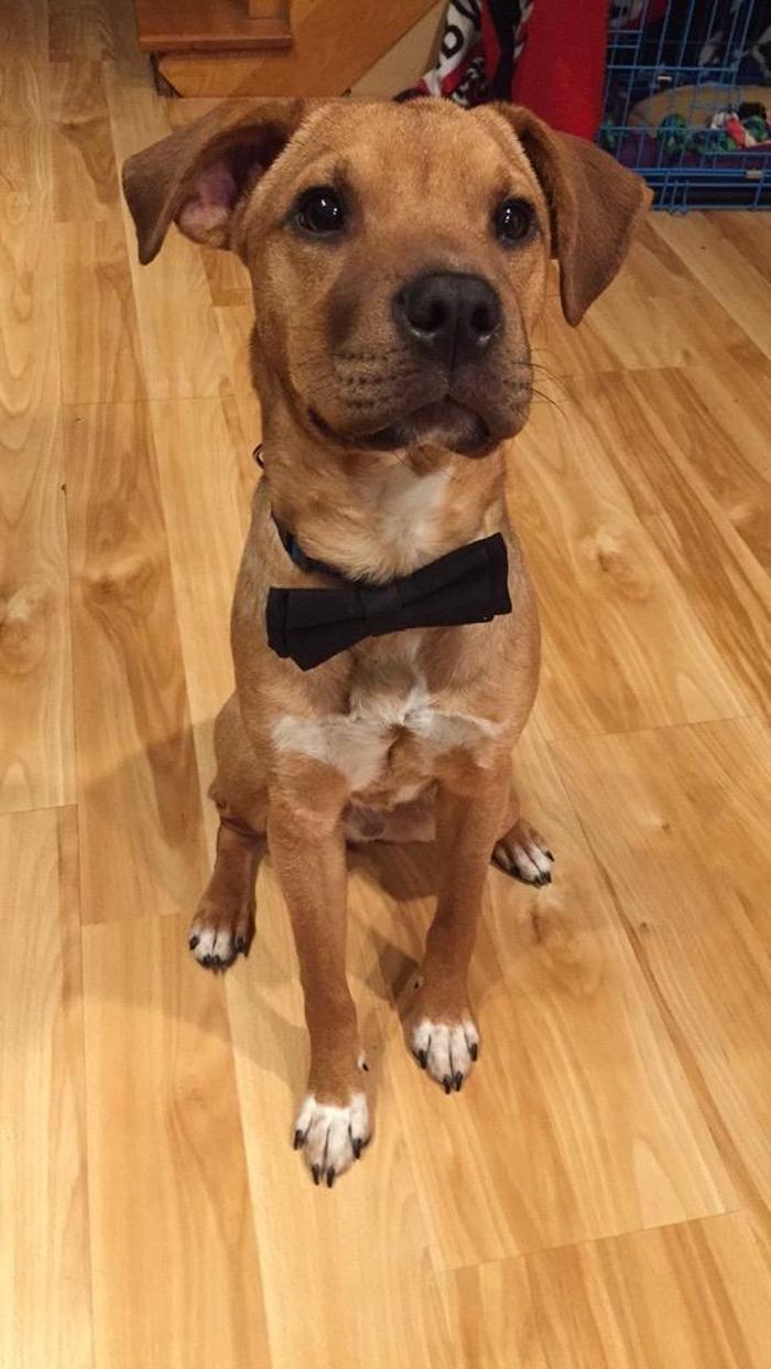 Chestnut Ridge Animal Clinic Image